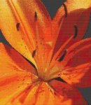 Tiger Lily Glory (image for) Tiger Lily Glory